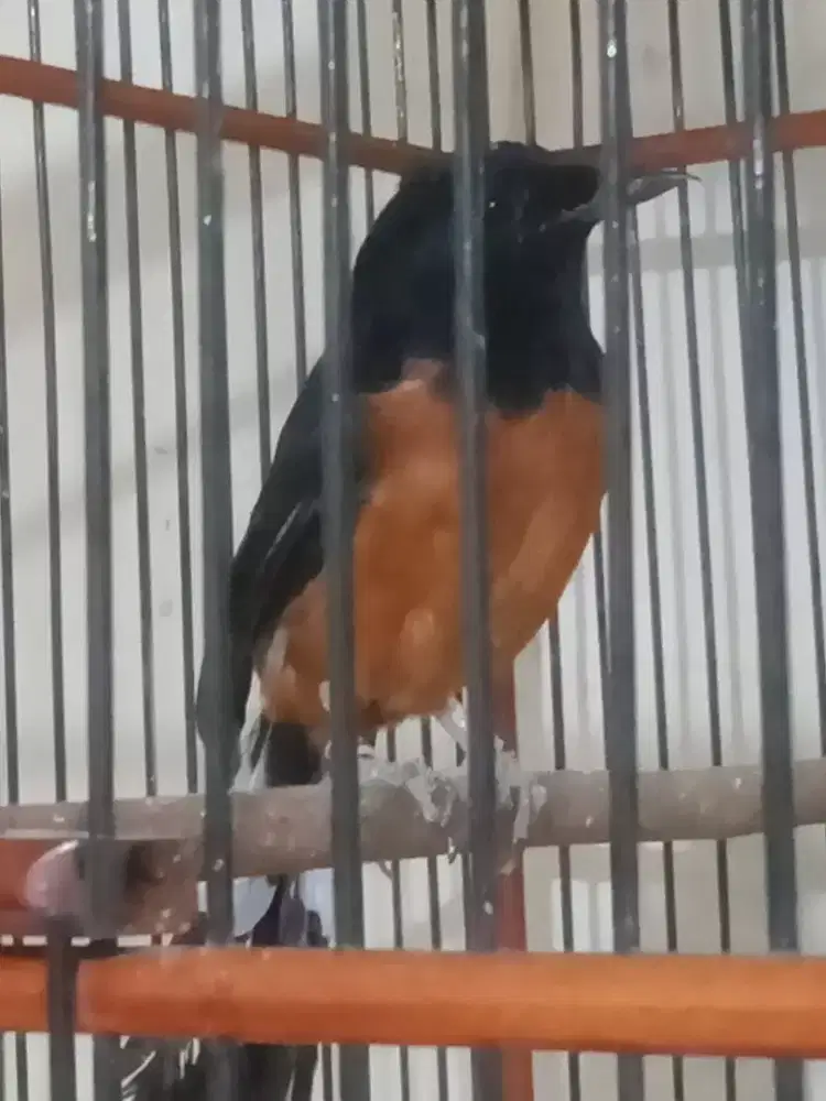 Muray batu mapan gacor datderdor fs