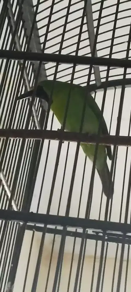 Muray daun gacor burja minat langsung wa