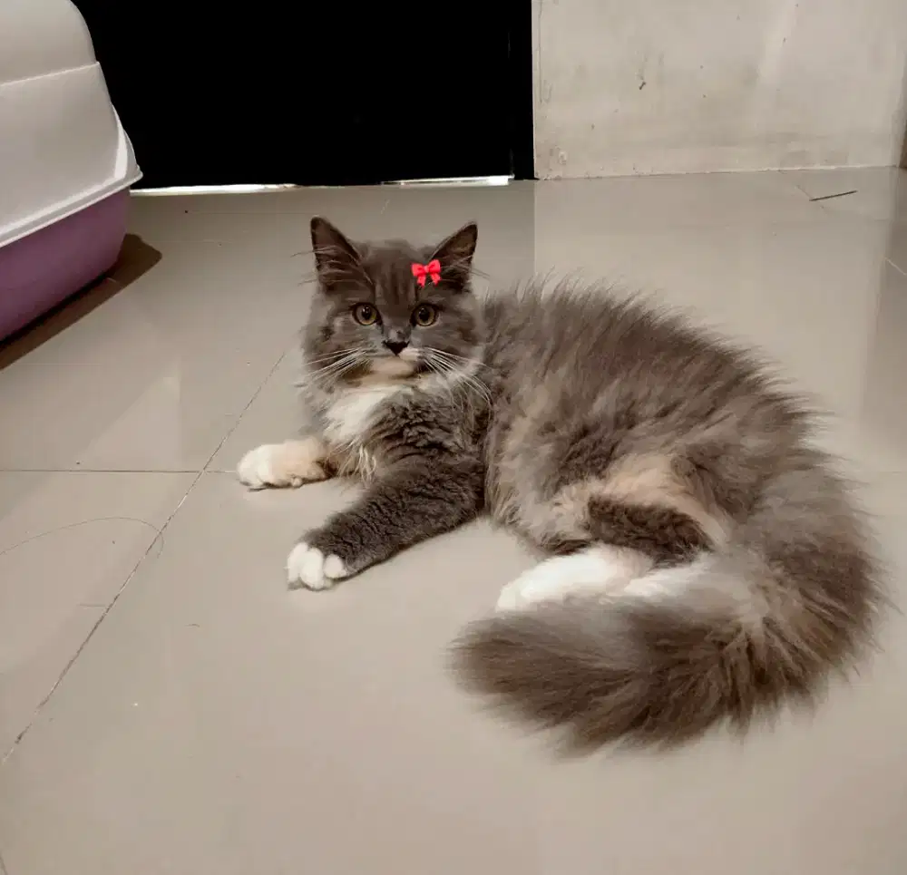 Kitten kucing persia abu blue van