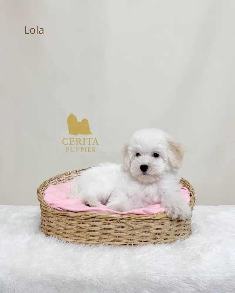 Jual Anak Anjing Maltipoo (Maltese x Poodle) Lucu Berkualitas