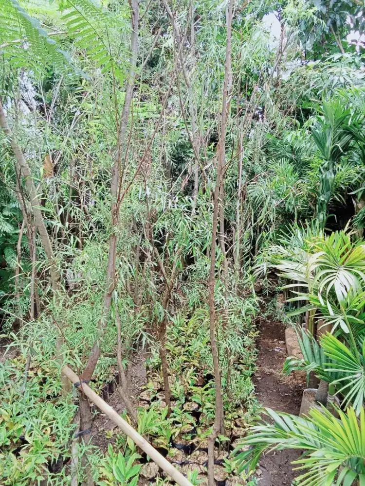 Pohon liang Liu tinggi 3 meter