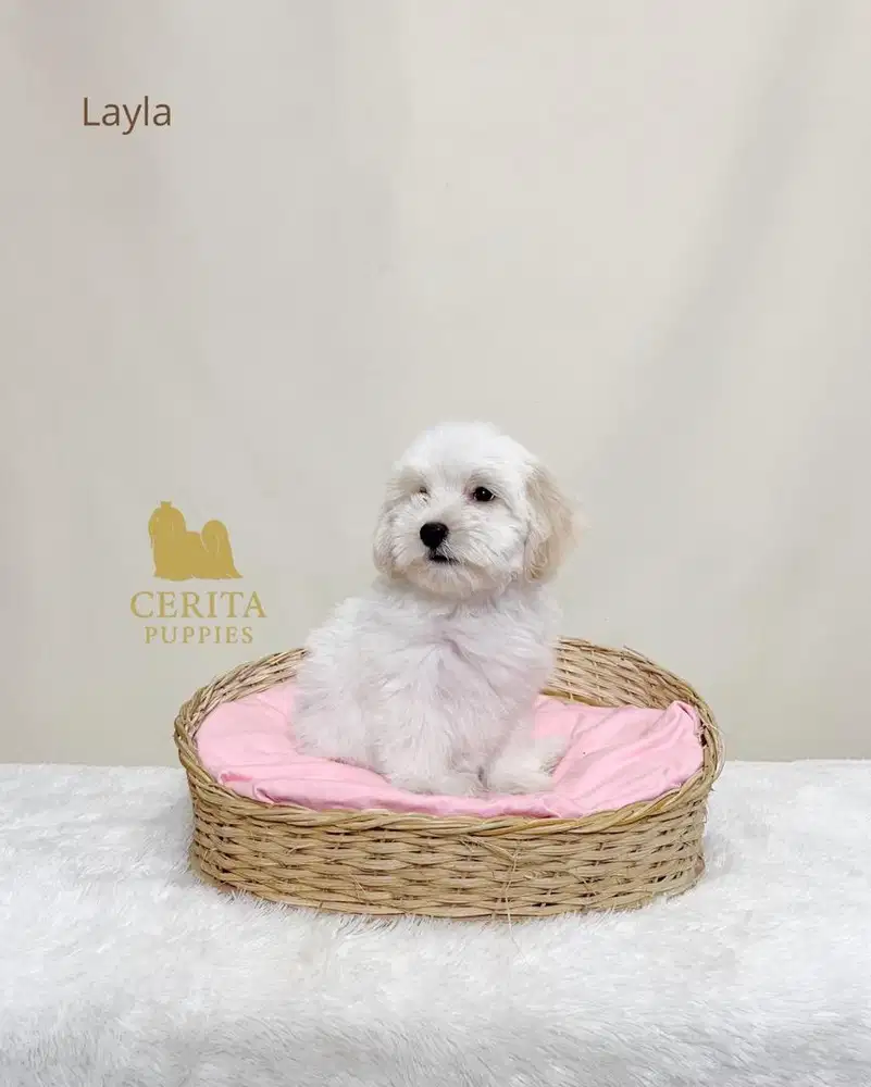 Jual Anak Anjing Maltipoo (Maltese x Poodle) Lucu Menggemaskan