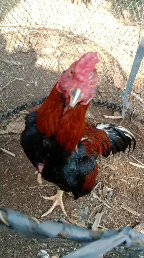 Ayam Bangkok Usia 1thn