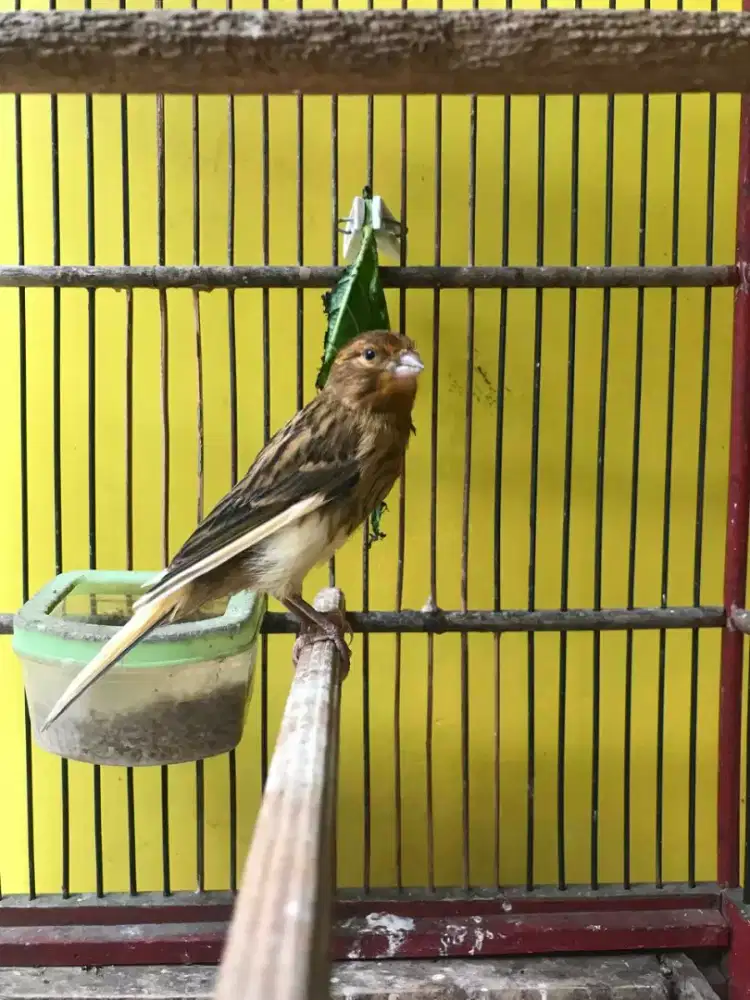 Kenari paud AF JANTAN NYEL ngeriwik panjang full masteran blackthroat