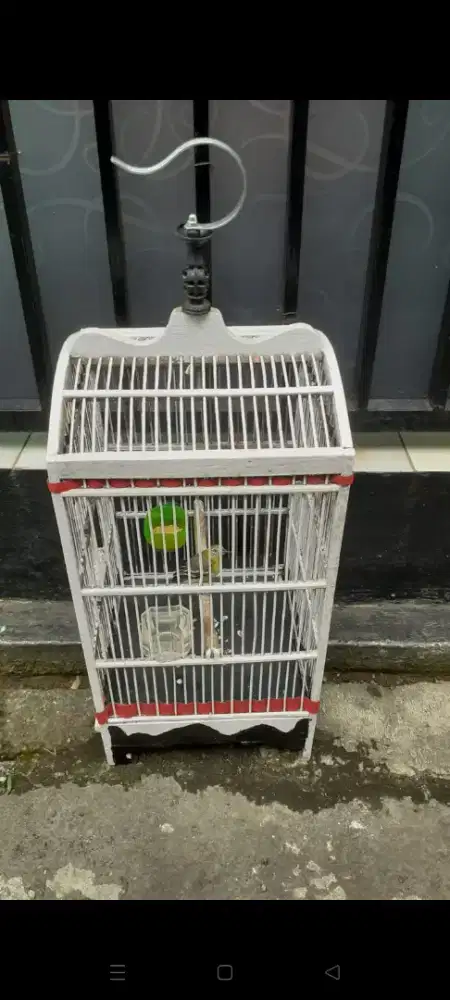 Cipow Daun sama Kandang