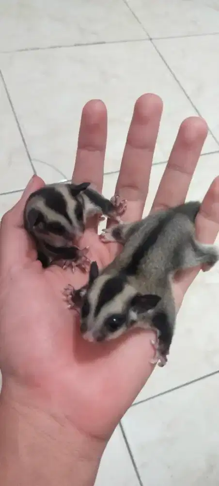 Sugar Glider Classic Grey