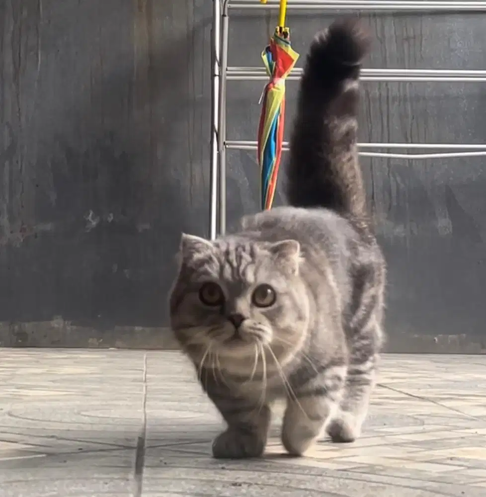 Kucing munchkin scottish fold bsh british shorthair