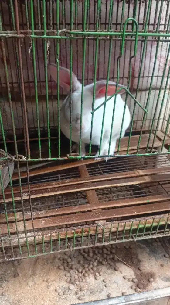 Kelinci Rex dan NZ white