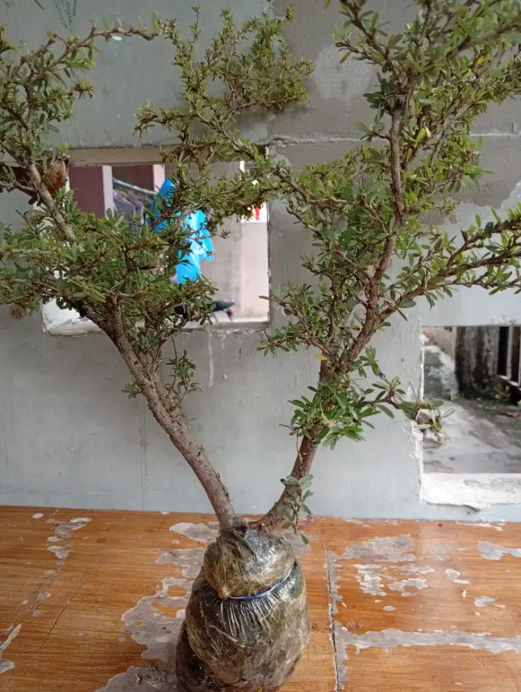 Bahan bonsai (cangkokan) saeng simbur micro