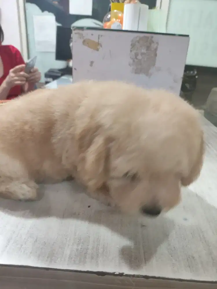 Poodle apricoat jantan DOB 2 Okt 2025