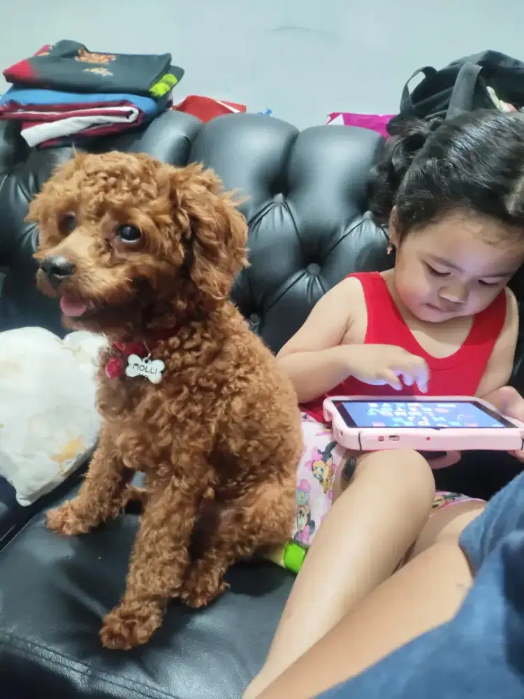 poodle jantan usia 1 tahun