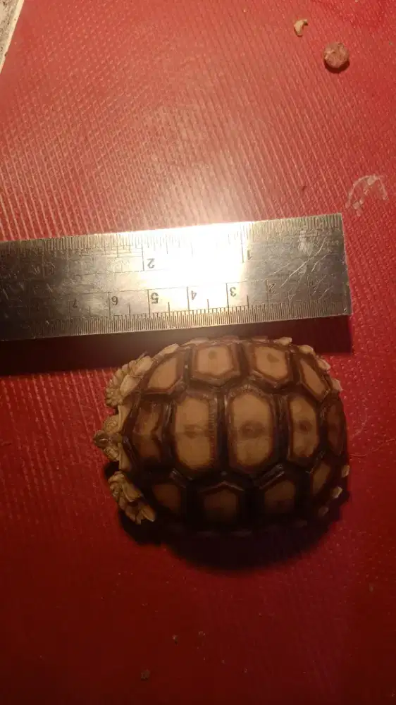Sulcata 6cm pilihan bagus