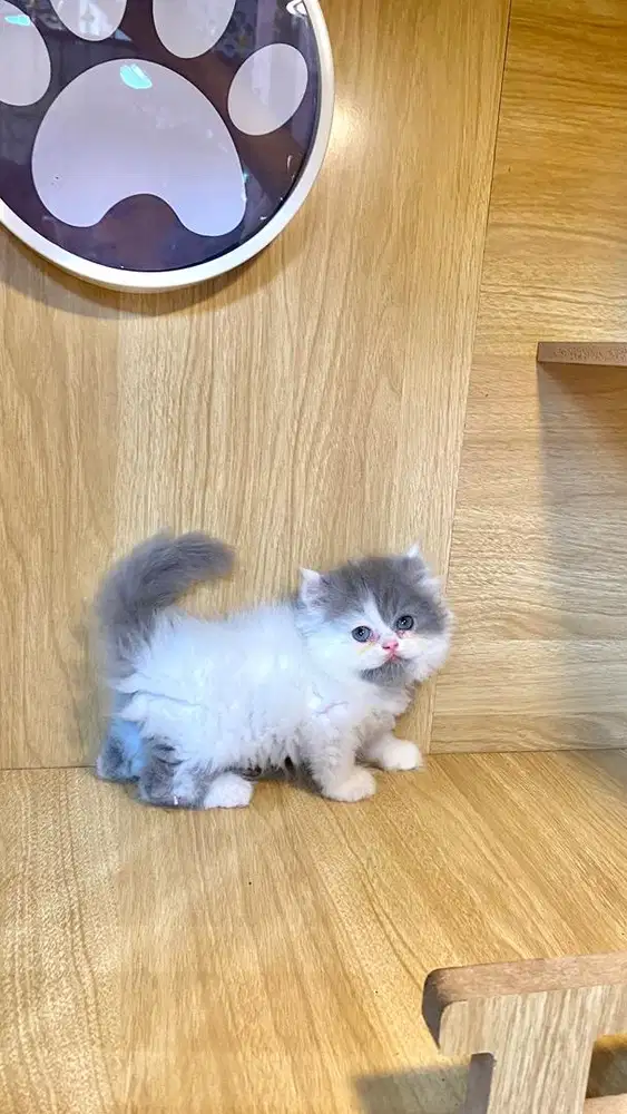 persia abu putih jantan