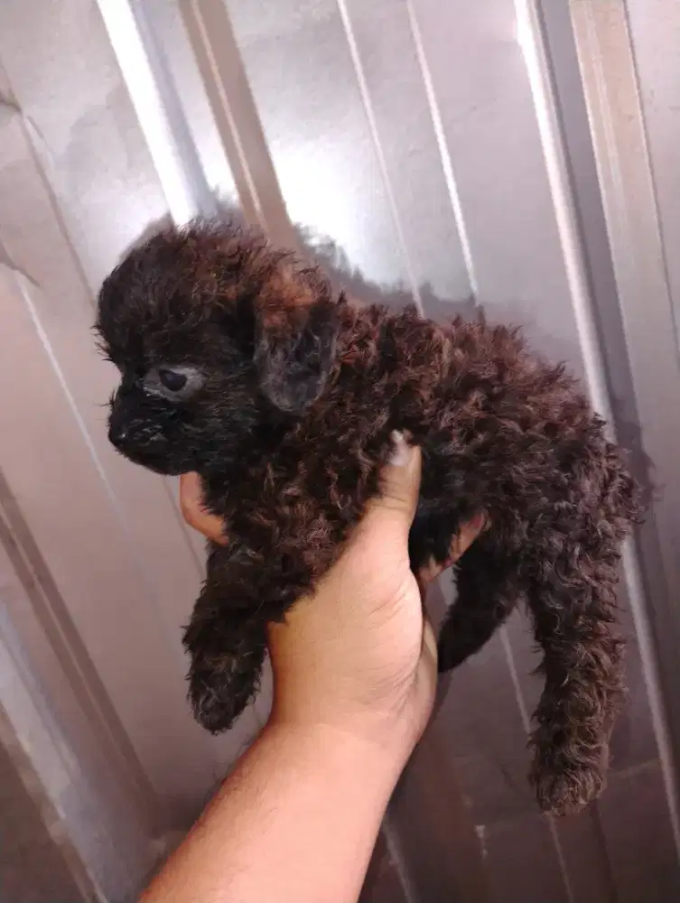 Tiny poodle choco betina 6 minggu