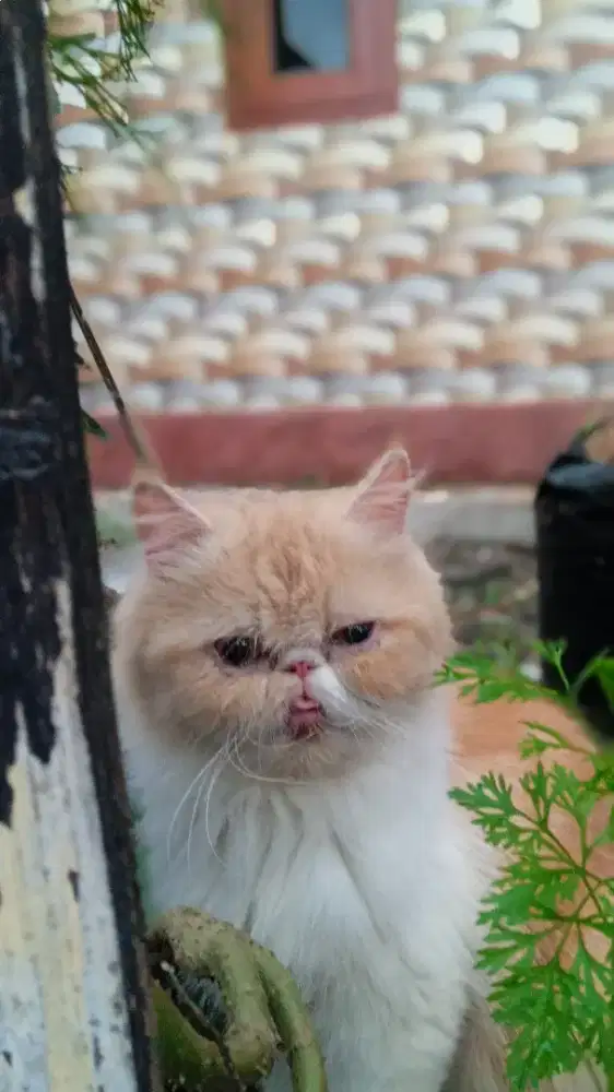 Kucing peaknose extreme