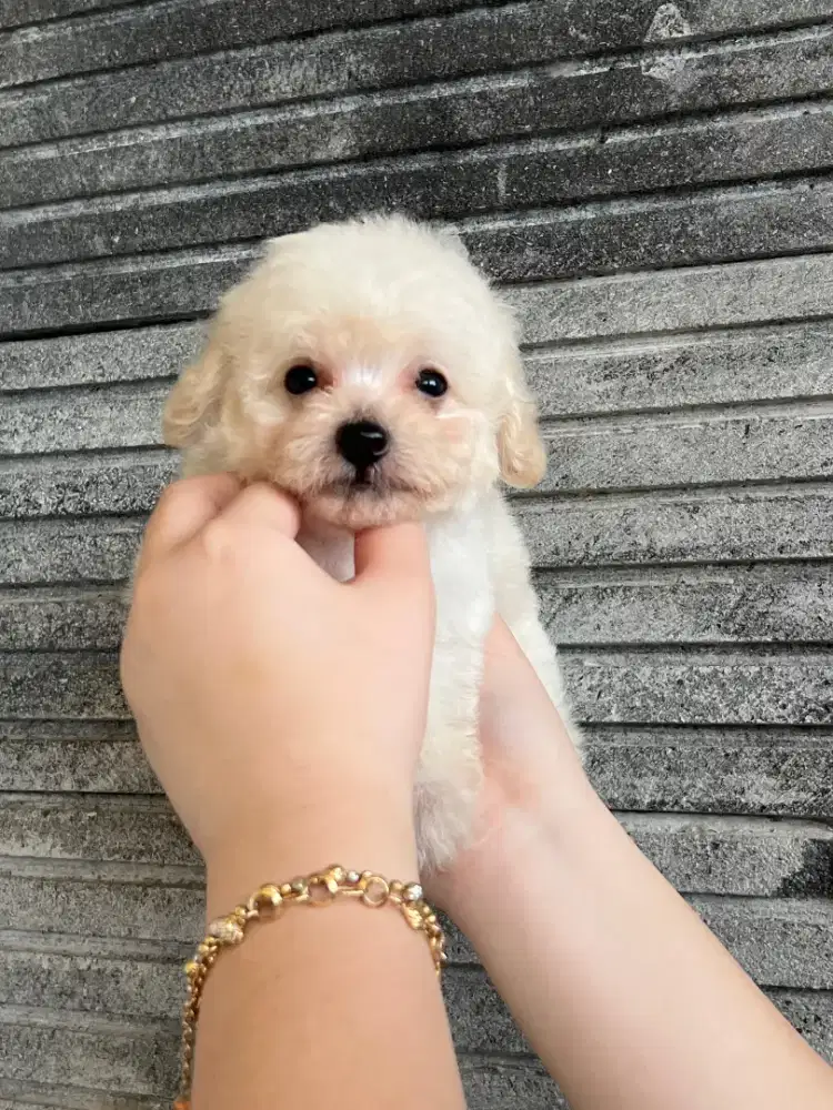 Poodle white dan missmark