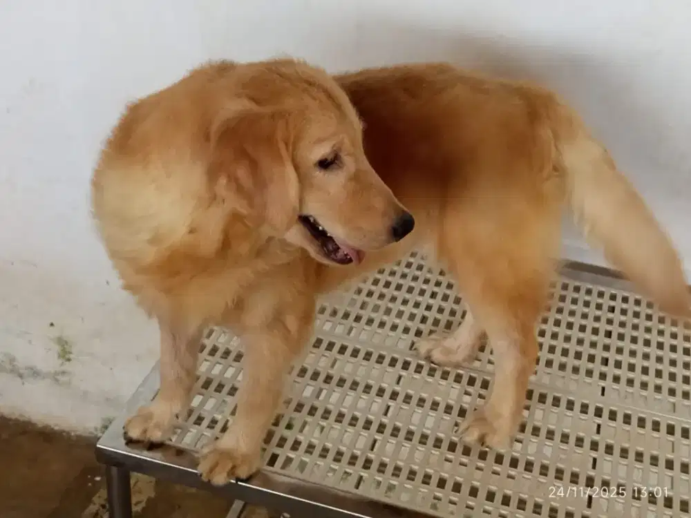 Golden Retriever Female 8 Bulan Big Bone Long Hair Stambum Micro