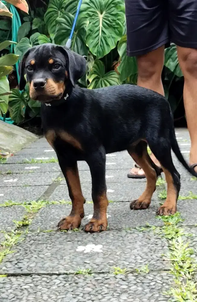 Rottweiler puppies/anakan rottweiler