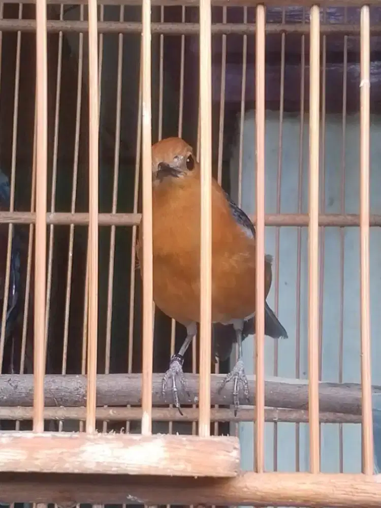 Burung Anis merah ring jrs