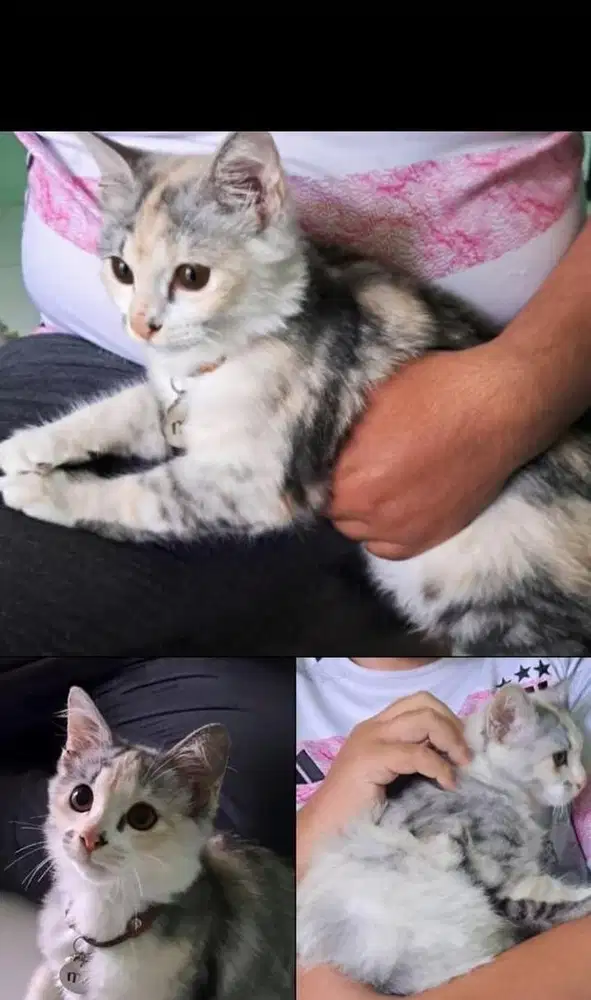 Open Adopt GRATIS. Kucing Persia Pemberian Orang