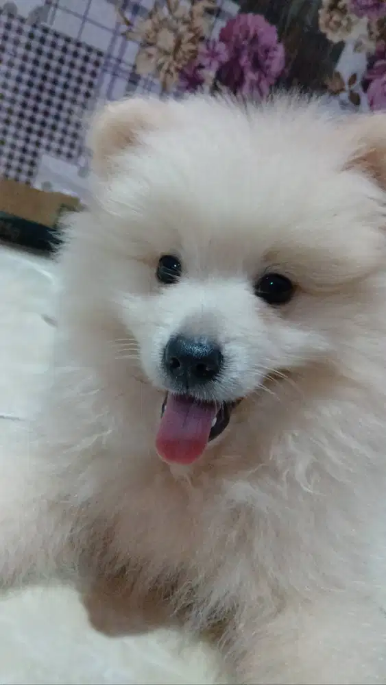 Anjing Pomerian jantan