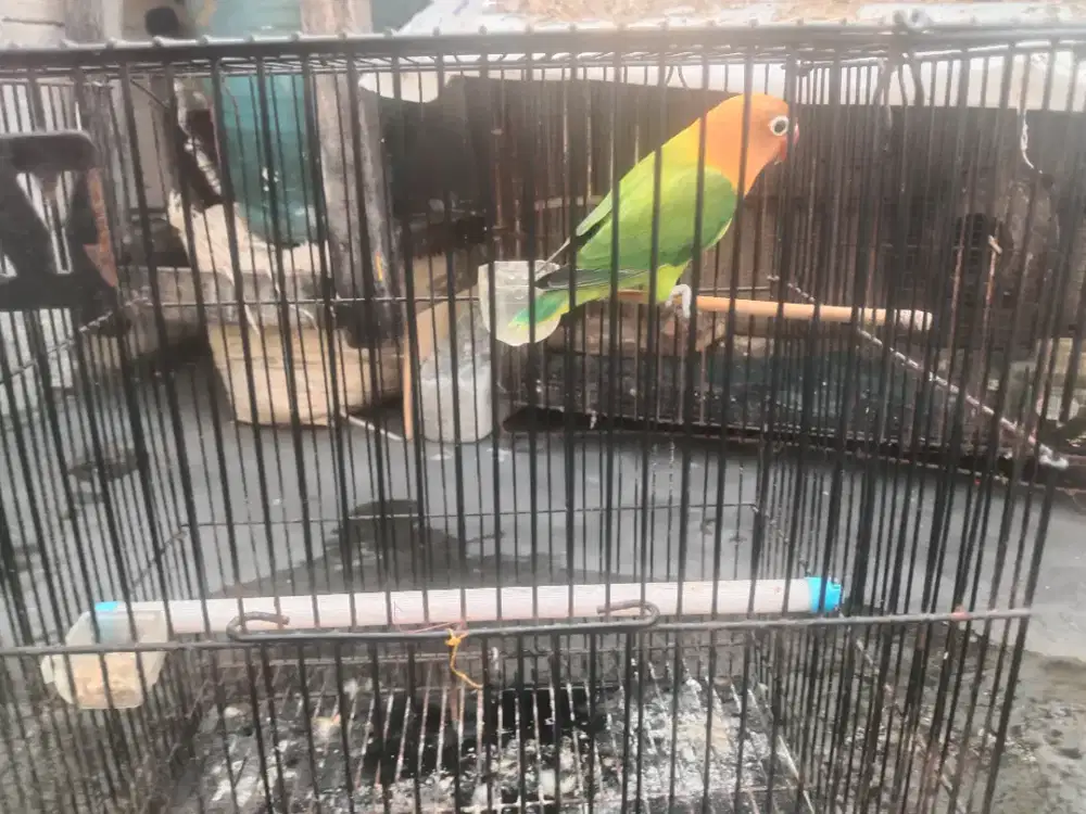 Burung Lovebird