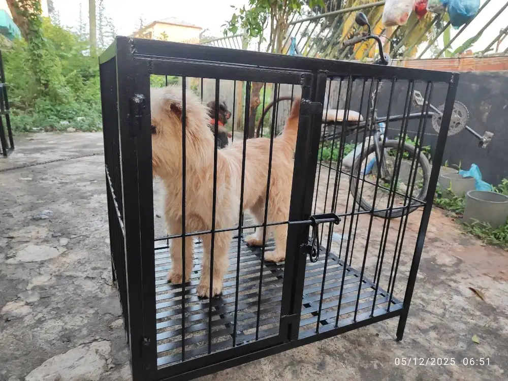Kandang Anjing ras kecil