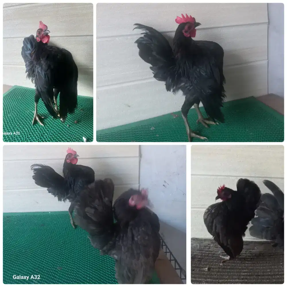 Ayam serama sepasang produk