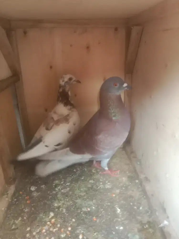 Burung merpati  / dara