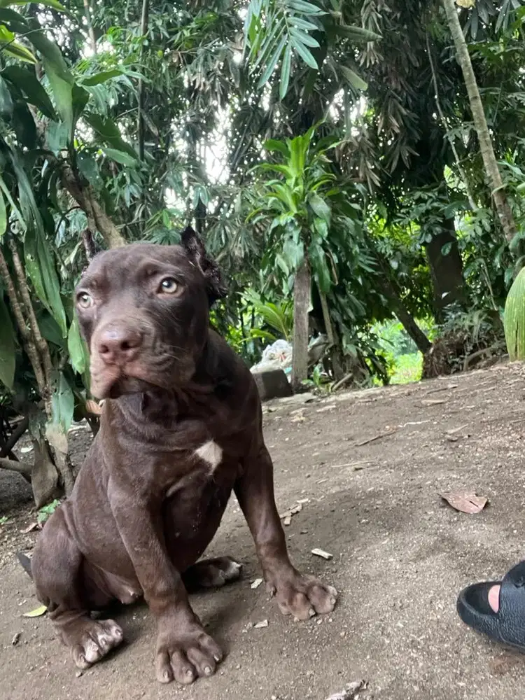 pitbull betina big size 4 bln