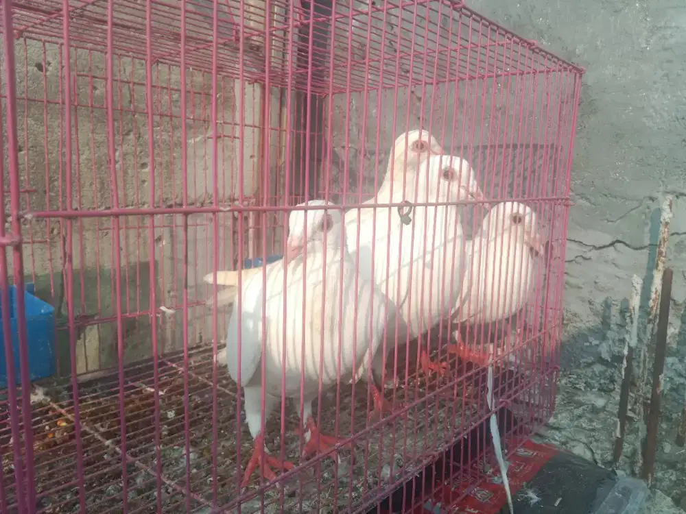 Burung merpati putih