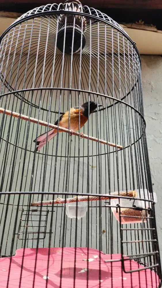 Burung Murai mapan (Burja)