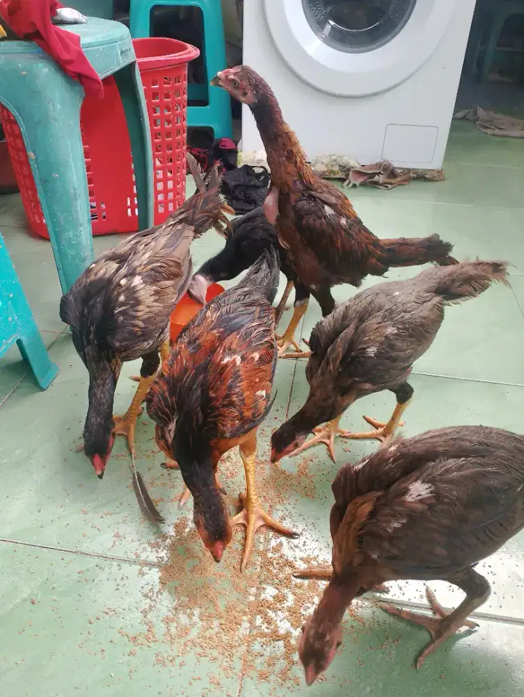 Ayam Bangkok Umur 3 Bulan Up