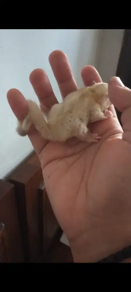 Sugar glider creamoz