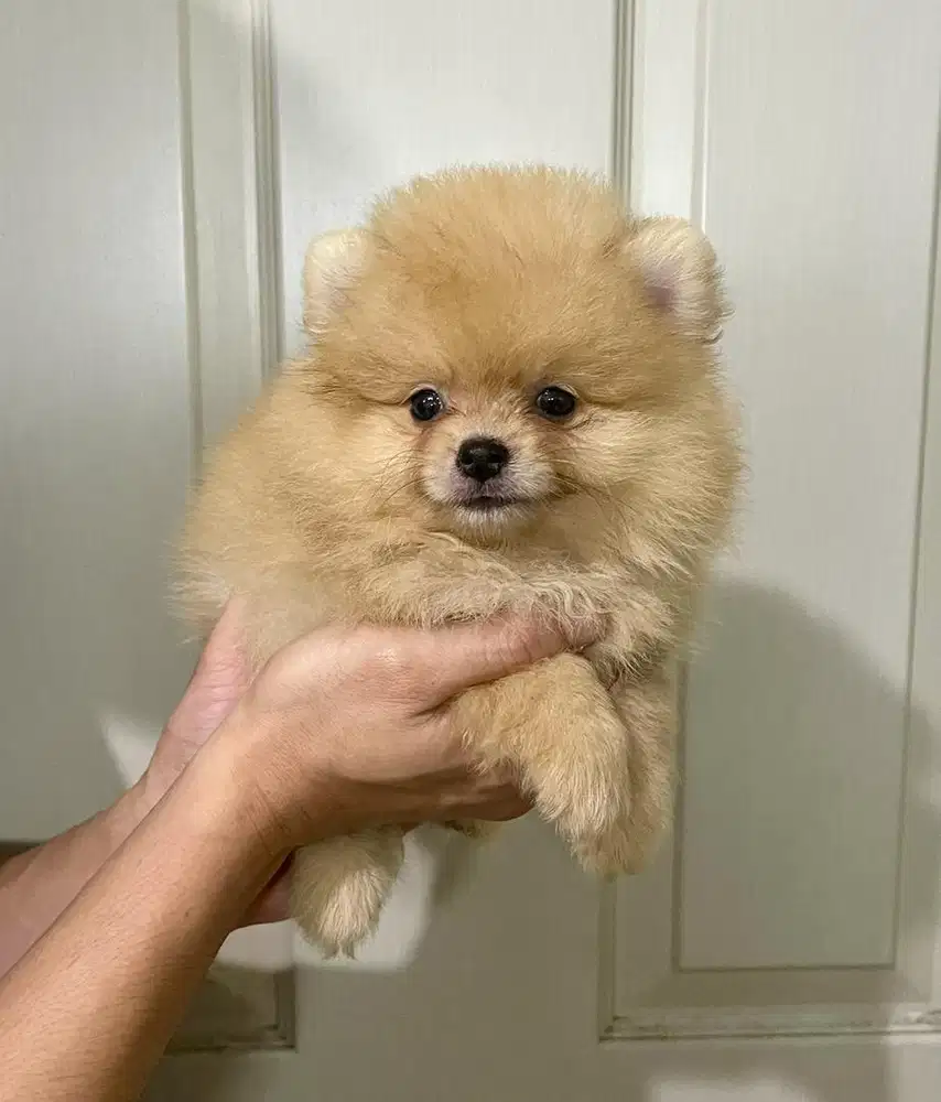 Super minipom betina