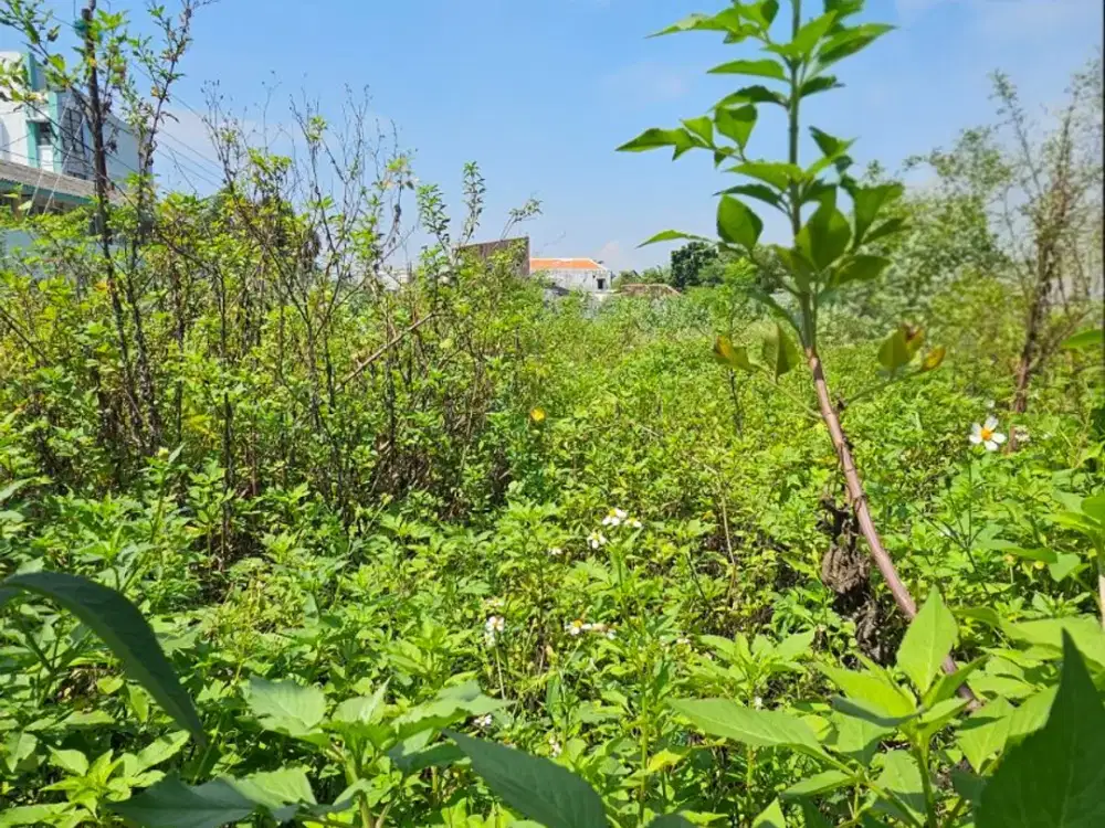 Tanah luas dijual di jalan gajahmada dekat hotel gumaya