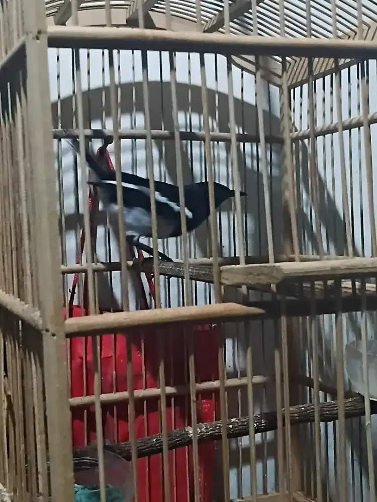 Jual burung kacer gacor ,Daput