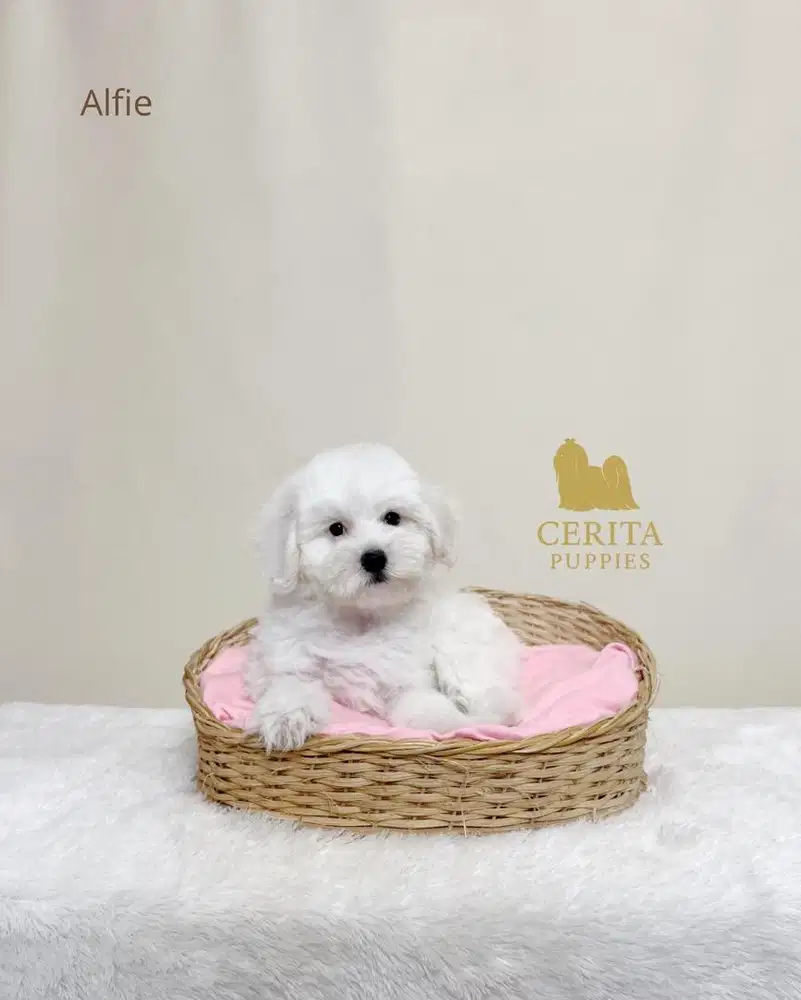 Jual Anak Anjing Maltipoo (Maltese x Poodle) berkualitas