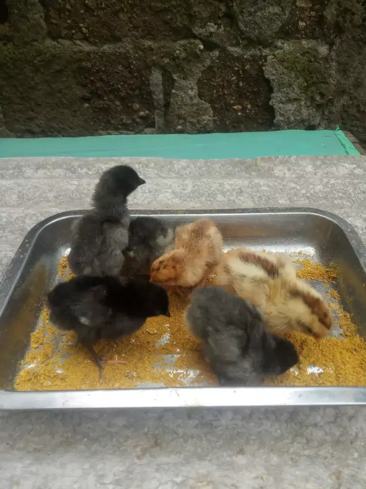Pitik Ayam Kampung 6 Ekor