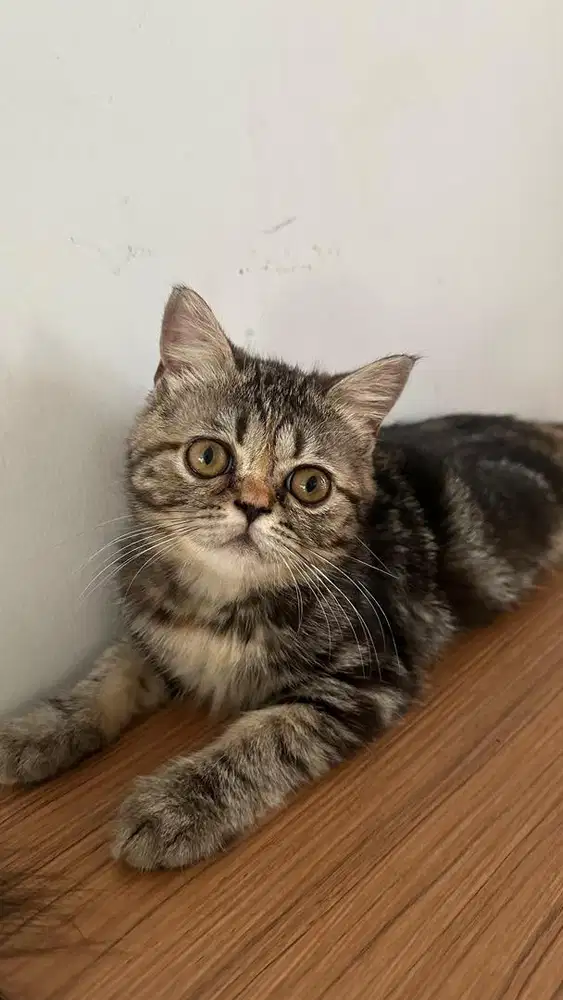 Anak Kucing BSH x Persia