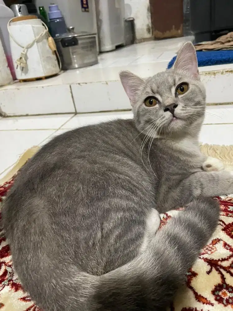 Kucing brithis shot hair