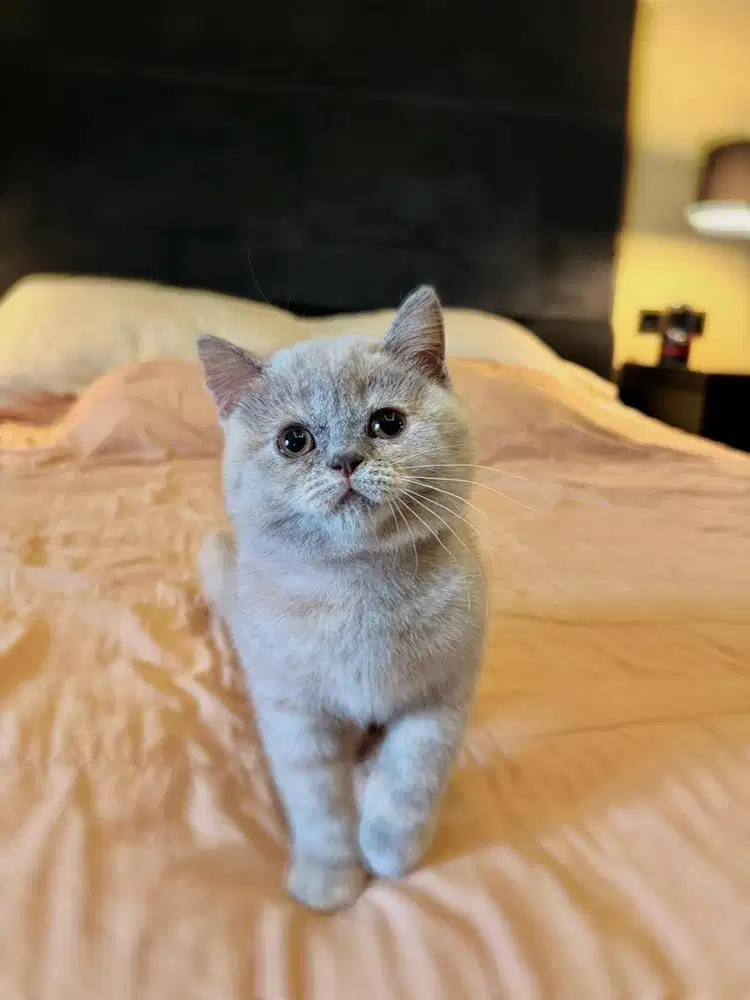 Kucing British Shorthair Lilac Fawn Tortie FEMALE BSH SF