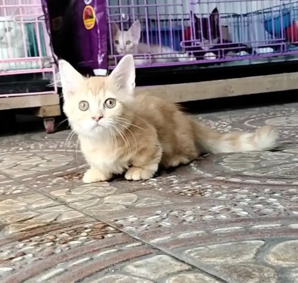 Munchkin top standar betina cantik