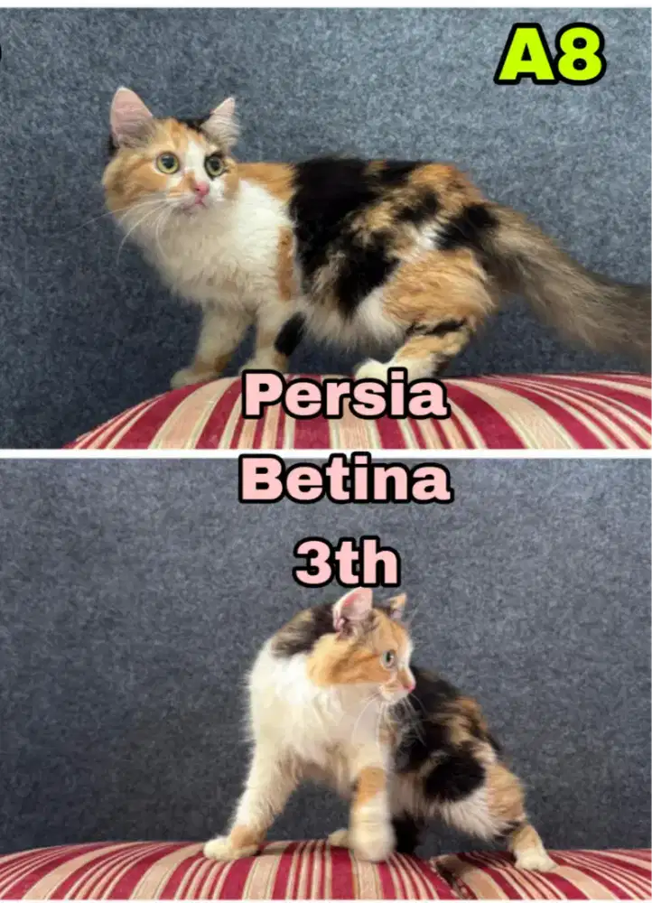 Kucing Persia (telon)
