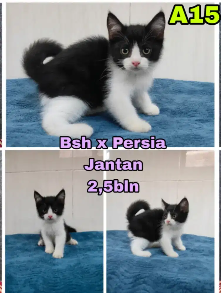 Kucing Persia x Bsh (Bicolor)