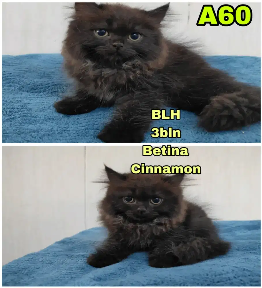 Kucing Bsh (Cinnamon)