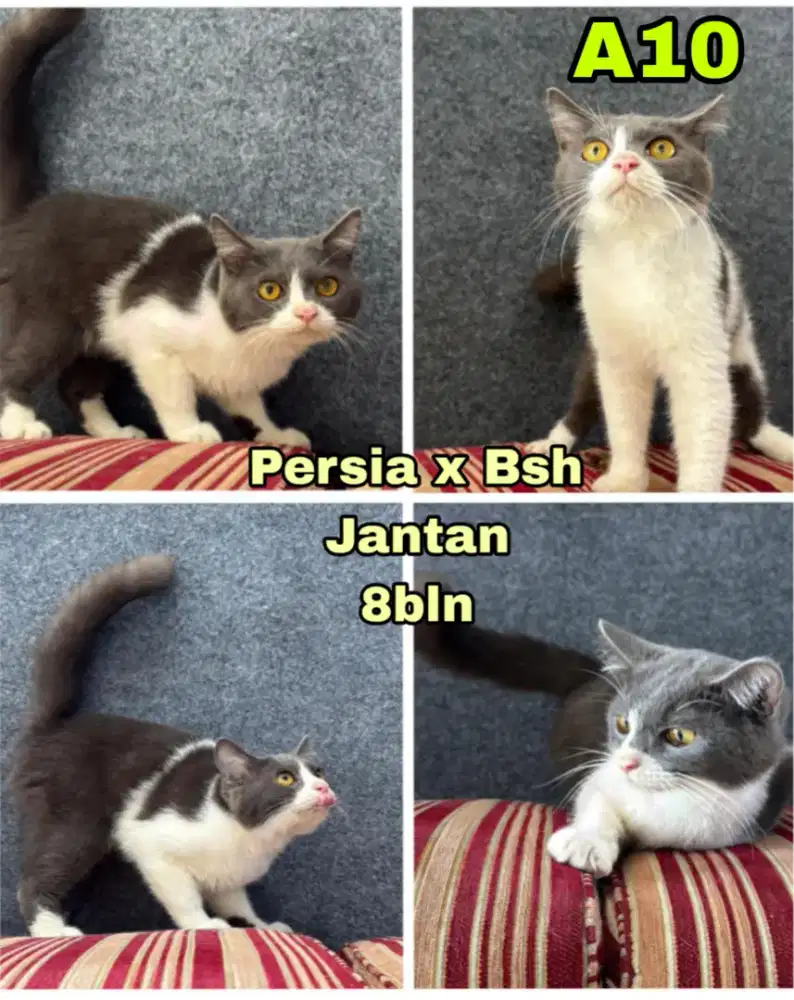 Kucing Persia x Bsh (abu putih)