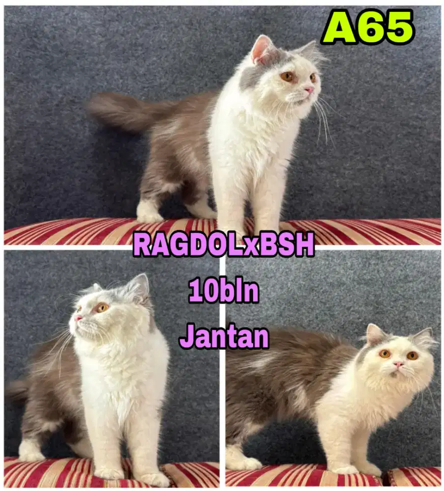 Kucing Bsh x Ragdoll (koleksi pribadi)