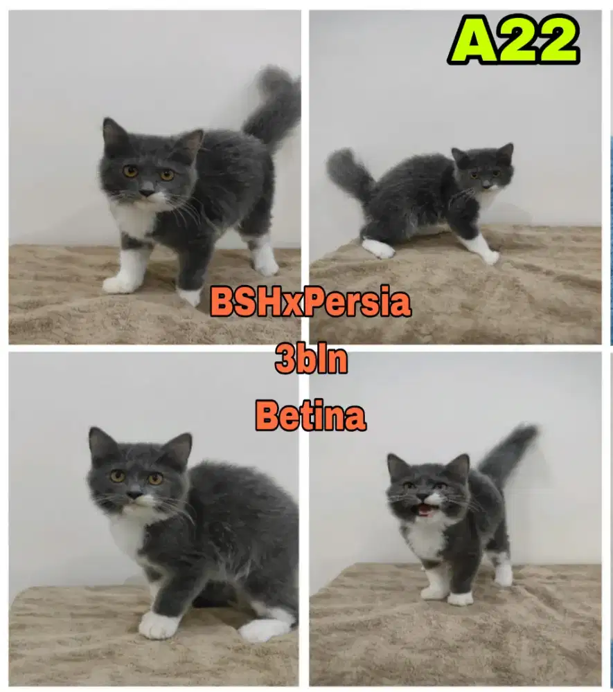 Kucing Persia x Bsh (Bicolor)