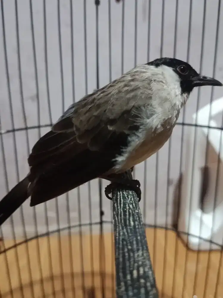 Kutilang jinak gacor